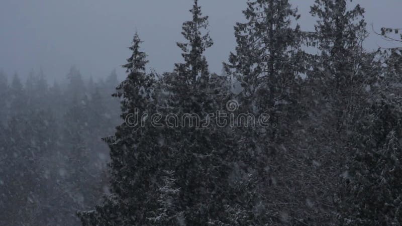 Bourrasque de neige de forêt d'hiver