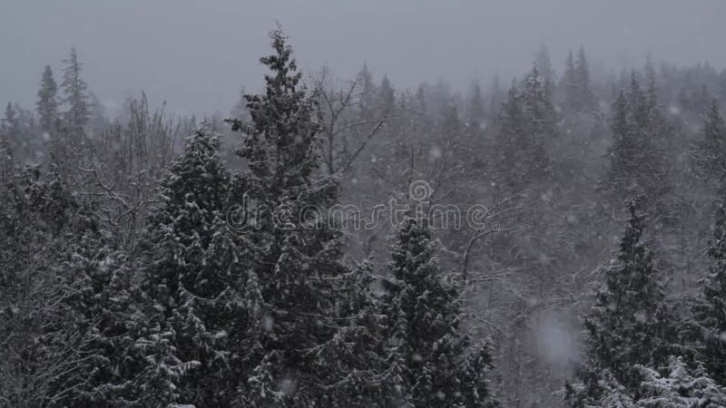 Bourrasque de neige de forêt d'hiver