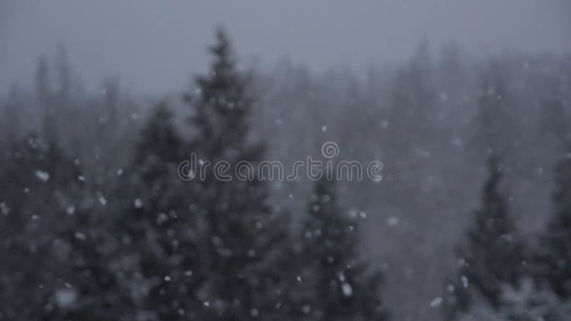 Bourrasque de neige de forêt d'hiver