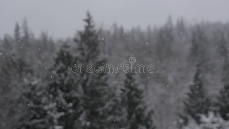 Bourrasque de neige de forêt d'hiver