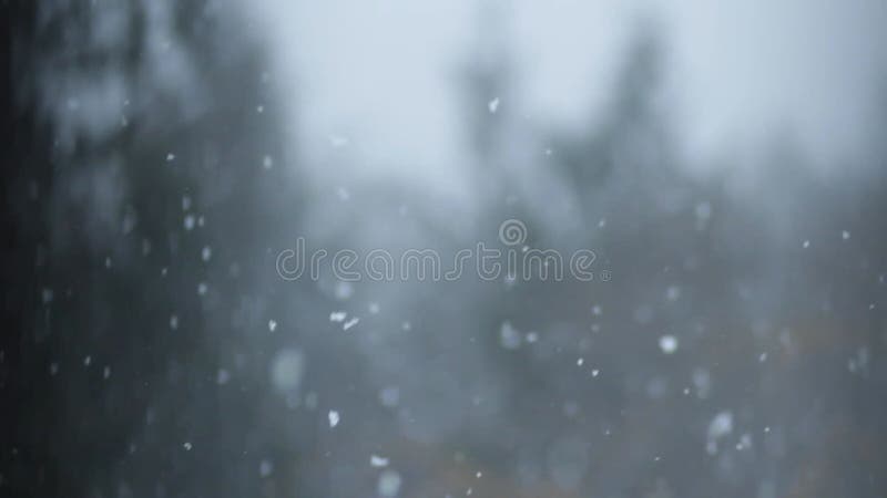 Bourrasque de neige de forêt d'hiver