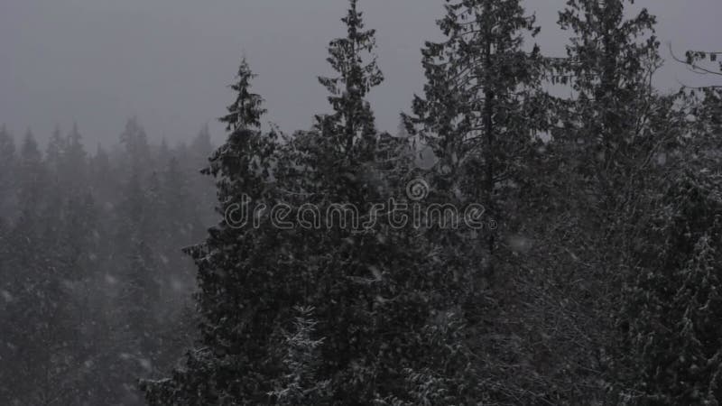 Bourrasque de neige de forêt d'hiver