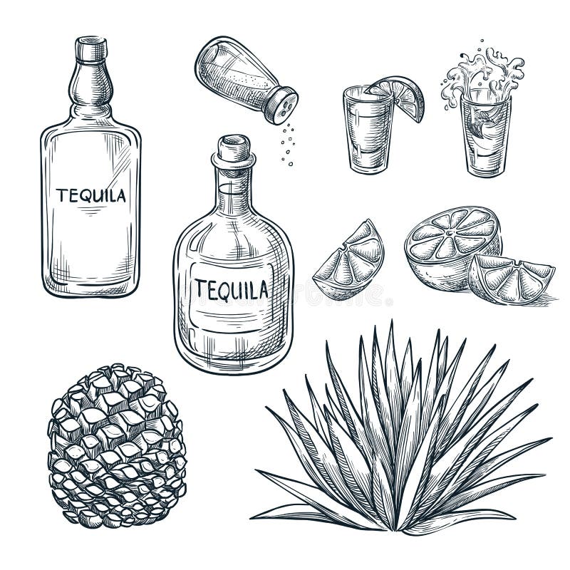 Bouteille de tequila, verre à liqueur et ingrédients, croquis de vecteur Boissons mexicaines d'alcool Usine et racine d'agave illustration stock Bouteille de tequila, verre à liqueur et ingrédients, croquis de vecteur Boissons mexicaines d'alcool Usine et racine d'agave illustration stock