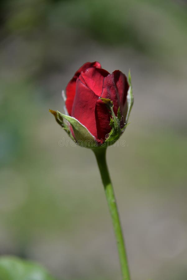 Fleur Lumineuse De Rose De Rouge Magnifique Photo stock - Image du