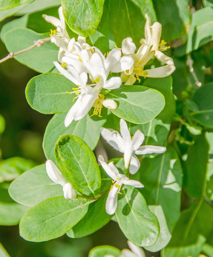 Bouvardia white flower stock photo. Image of flower, bloom 16942240