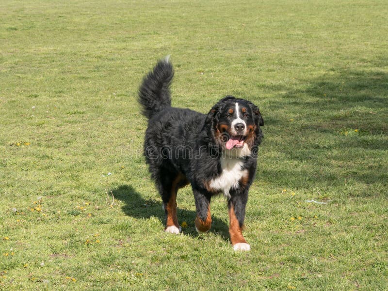 Bouvier Bernese mountain dog portrait in outdoors