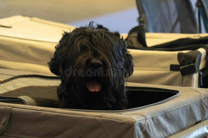 Hund Bouvier DESFlandres stockfoto. Bild von wellen 12044806