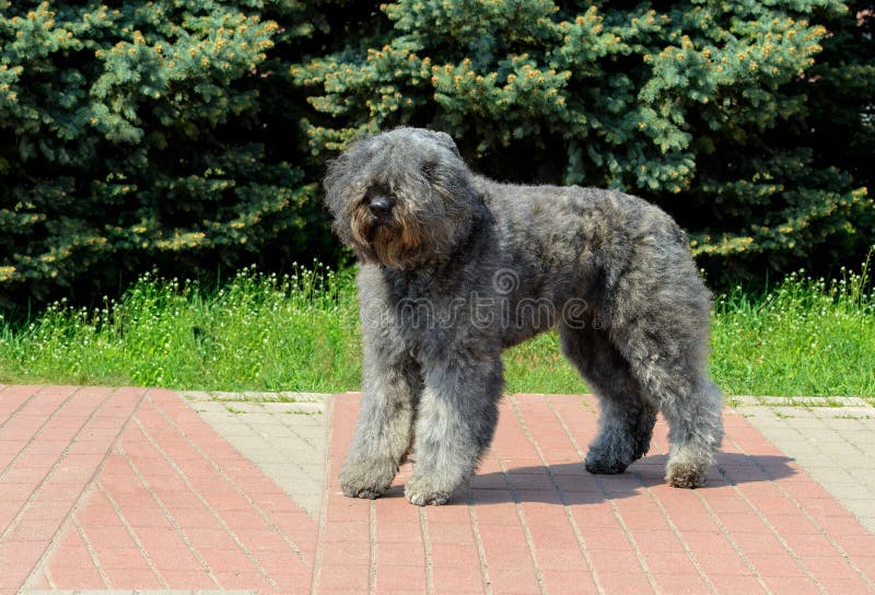 Bouvier des Flandres κοιτάζει κατά μέρος στοκ φωτογραφίες με δικαίωμα ελεύθερης χρήσης Bouvier des Flandres κοιτάζει κατά μέρος στοκ φωτογραφίες με δικαίωμα ελεύθερης χρήσης