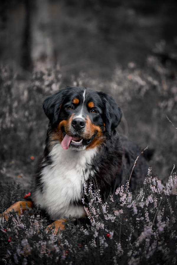 Bovaro bernese che si trova ai fiori di estate alla foresta fotografia stock Bovaro bernese che si trova ai fiori di estate alla foresta fotografia stock