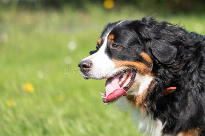Bovaro bernese in un campo immagini stock libere da diritti Bovaro bernese in un campo immagini stock libere da diritti