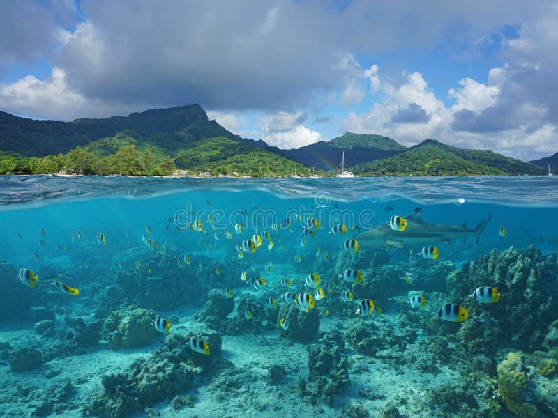 Boven en onder overzeese oppervlakte Franse Polynesia