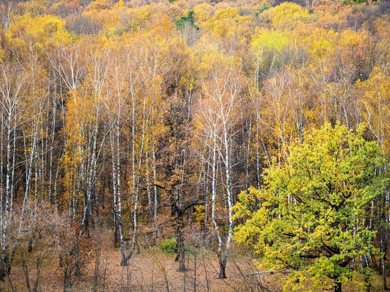 Boven mening van open plek in geel bos in de herfst royalty-vrije stock foto's Boven mening van open plek in geel bos in de herfst royalty-vrije stock foto's