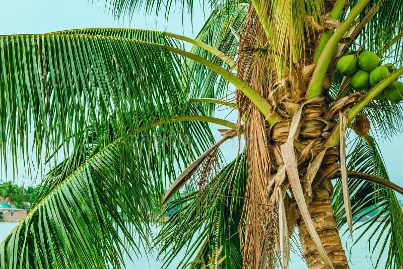 Bovenkant van een lage palm met vruchten stock afbeelding Bovenkant van een lage palm met vruchten stock afbeelding