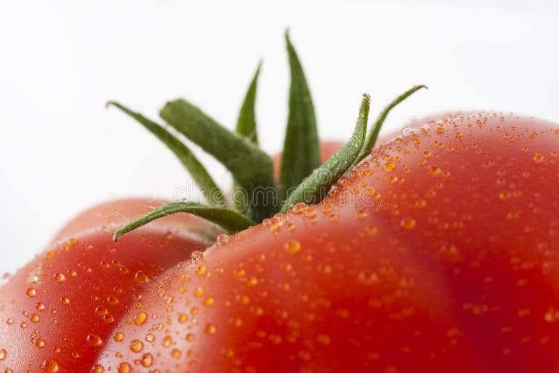 A closeup view of the top of a fresh, juicy, red tomato. White background. A closeup view of the top of a fresh, juicy, red tomato. White background