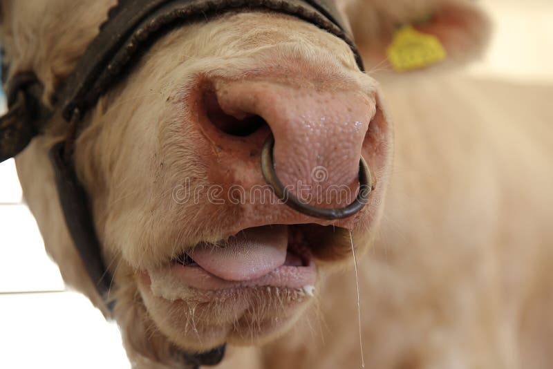 Domesticated cow with nose ring.