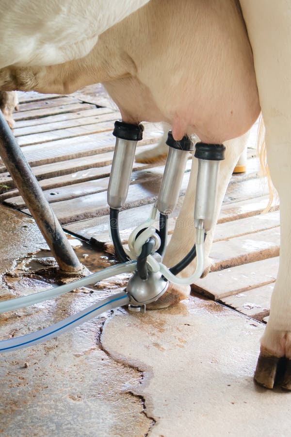 Bovini da latte coltivare, mungente una mucca immagine stock Bovini da latte coltivare, mungente una mucca immagine stock