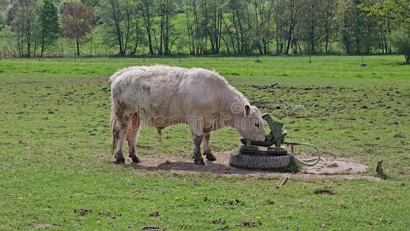 Bovinos blancos británicos bebiendo de un tazón de agua automático en un amplio campo verde en un día soleado almacen de video