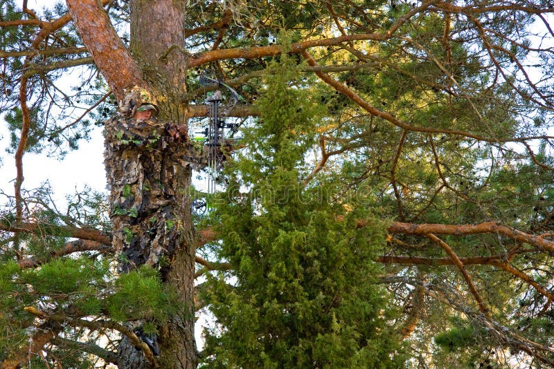 Arco cacciatore in piedi su un albero con la sua estrema tuta mimetica su di lui, difficile da individuare.