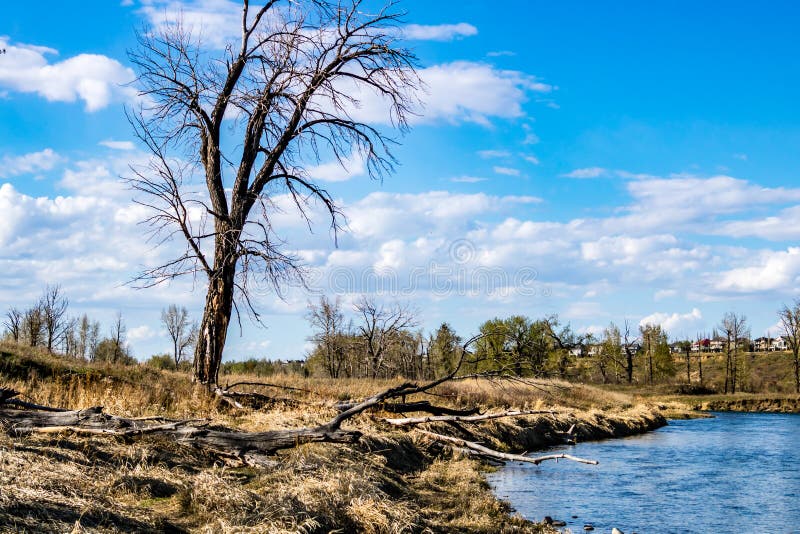 The Bow River Flows through the Park. Fish Creek Provincial Park