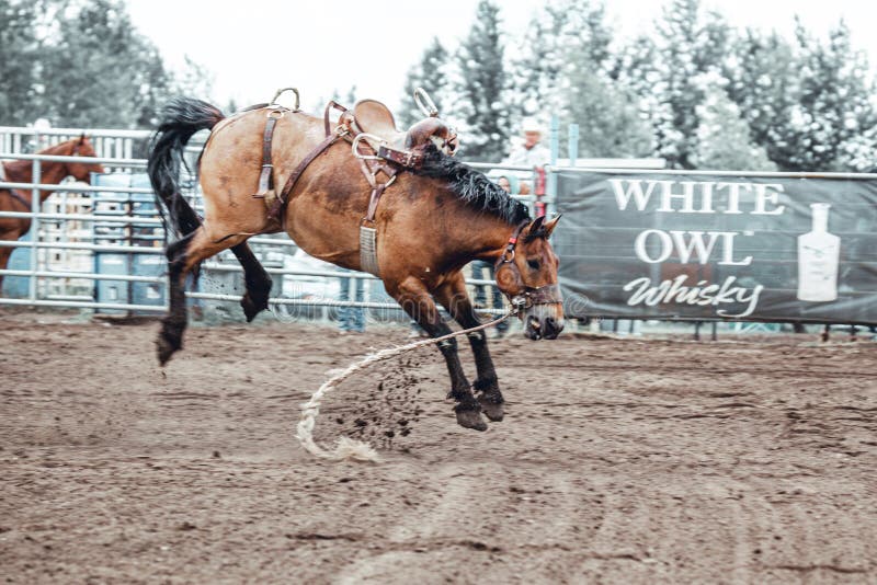 Bowden, Alberta, Canada, 26 July 2019 / Moments from the Bowden Daze, the town`s rodeo. Bronco riding, wild horse bucking and rearing.