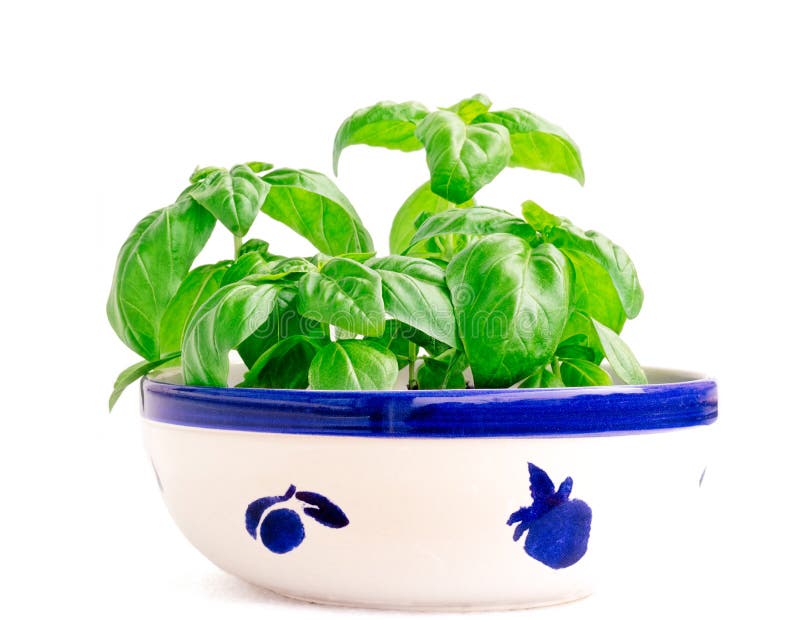 Bowl of Basil stock photo. Image of growing, painted 73918952