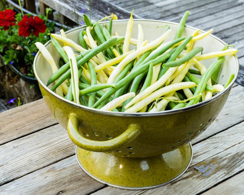 Bowl of Fresh Picked Yellow and Green Beans Stock Photo Image of