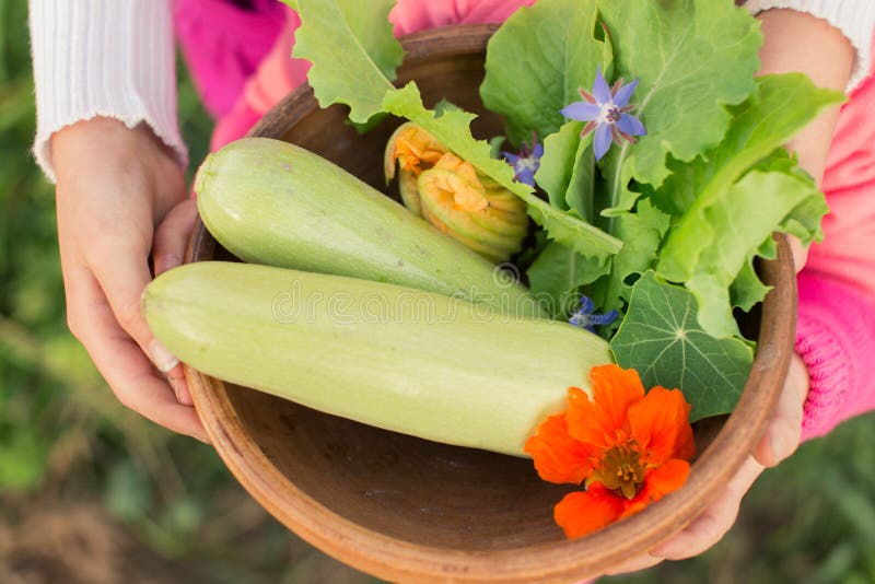 Bowl of freshly picked vegetables in kids' hands. Organic farming and gardening. Edible flowers on top of zucchini and lettuce leaves. Vegetarian and raw food. Healthy lifestyle.