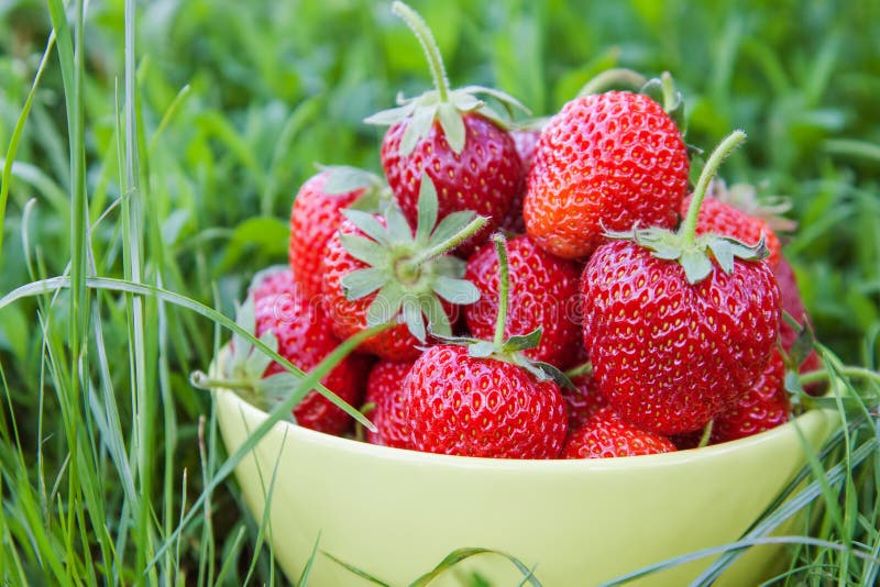 Bowl of Strawberries on Grass Stock Photo Image of crop, dessert