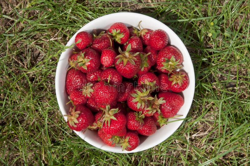 Bowl with Strawberries on a Grass Stock Image Image of grass, green