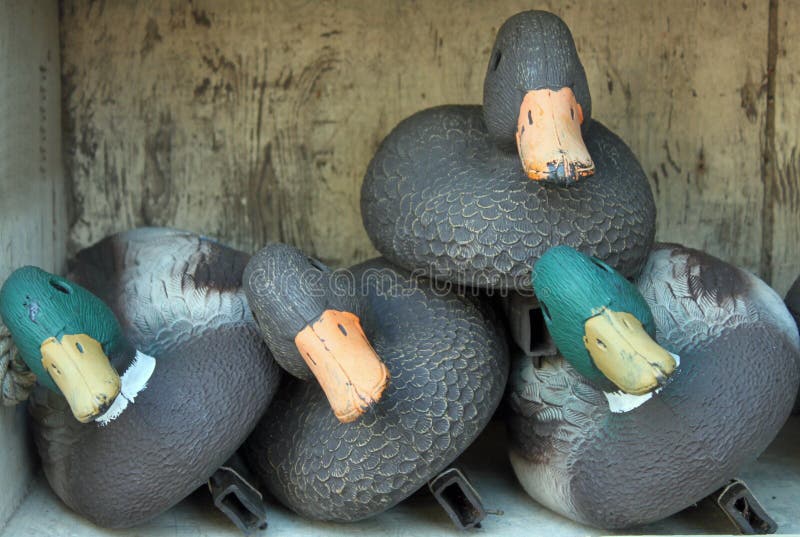 [Image: box-duck-decoys-waiting-to-go-hunting-60780054.jpg]