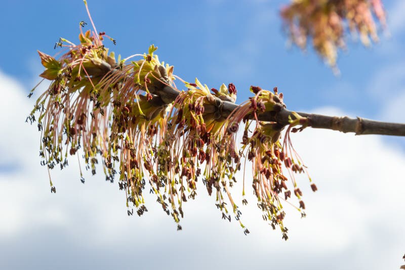 Box Elder, Acer Negundo, Blossom. Box Elder Inflorescence in Spring