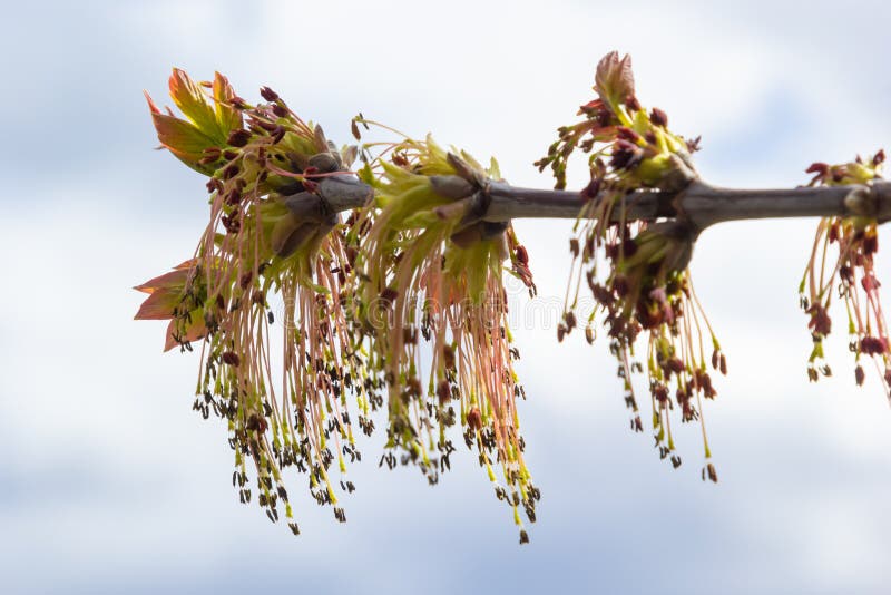 Box Elder, Acer Negundo, Blossom. Box Elder Inflorescence in Spring