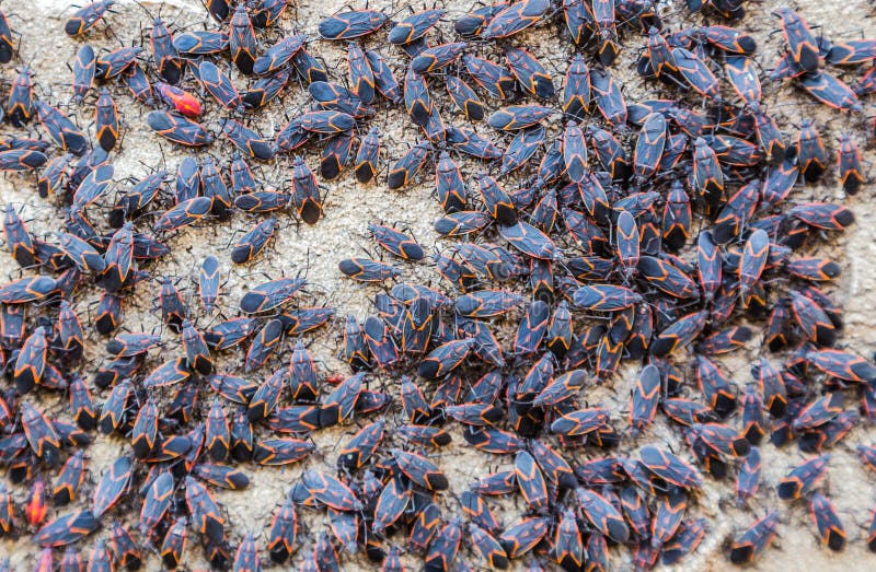 Box Elder Bug Infestation on House Stock Image Image of swarn, insect 28210217