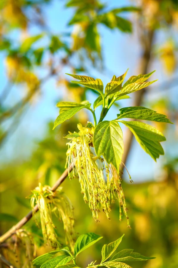 Box Elder Maple or Acer Negundo Flower in Spring Stock Photo Image of