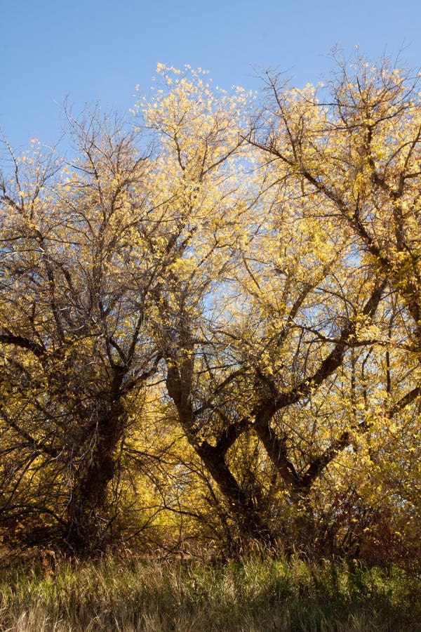 2,411 Box Elder Stock Photos Free & RoyaltyFree Stock Photos from