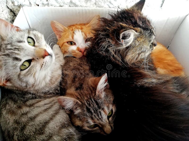 A box full of cats stock photo. Image of pets, cats 147391368