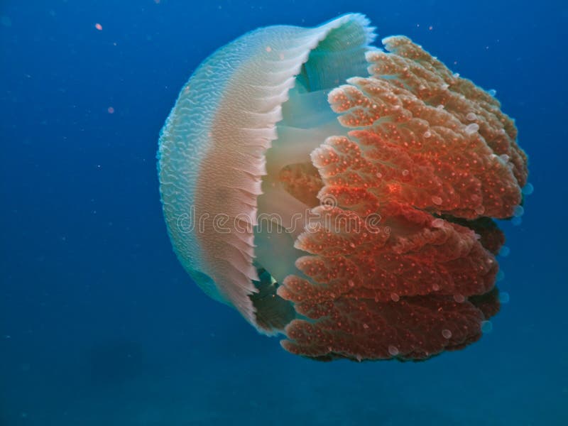 Jelly Fish on Great Barrier Reef Australia Stock Photo Image of