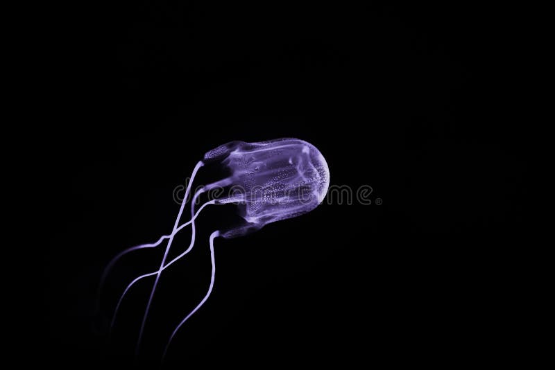 Box La medusa nadando en las aguas profundas del ocÃ©ano