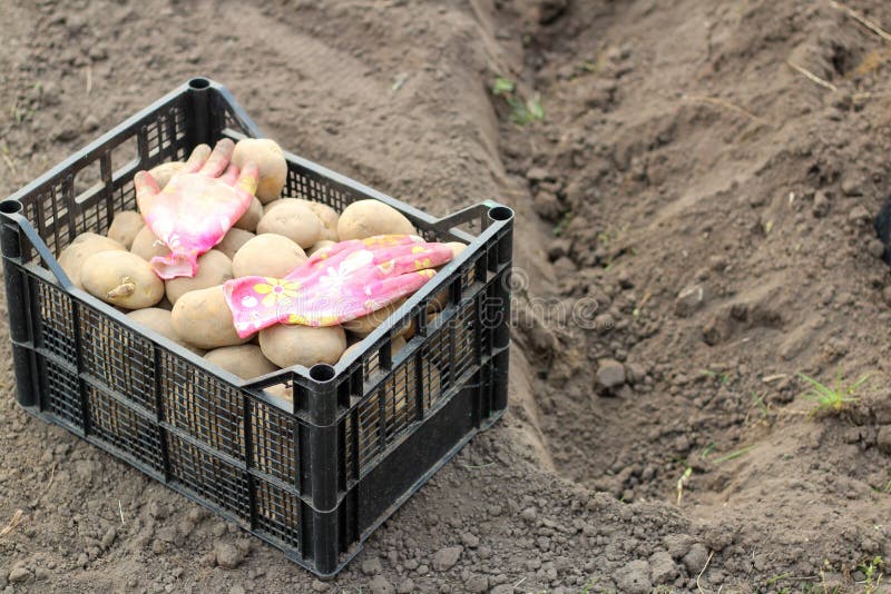 A Box with Planting Potatoes Stands on the Ground Near a Dug Ditch on