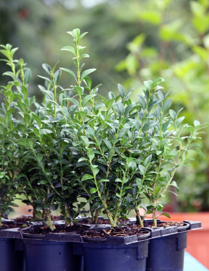 Box Small Evergreen Shrub Plants Stock Photo Image of green, culture