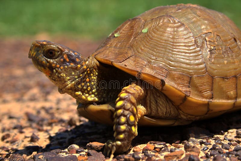 Box Turtle