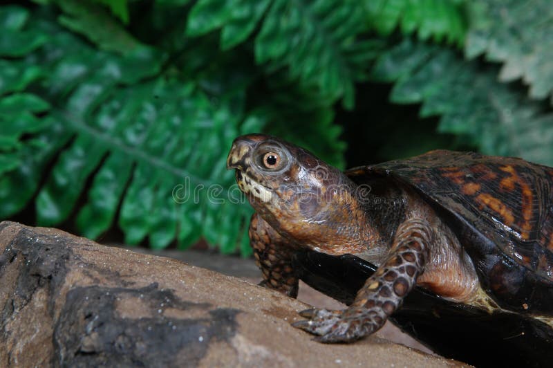 Box turtle