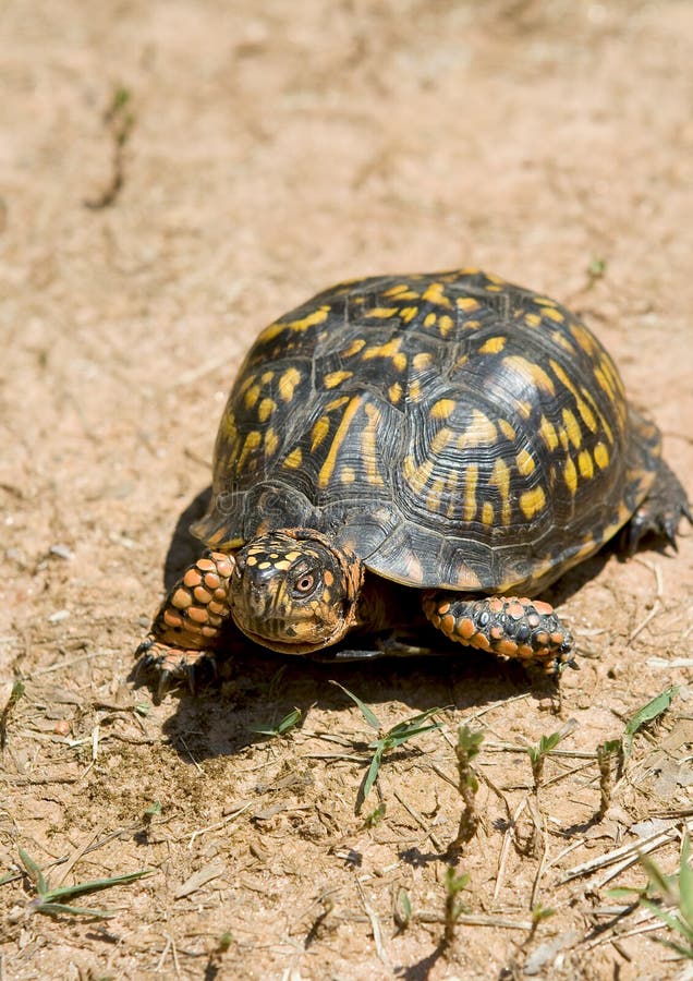 Box turtle