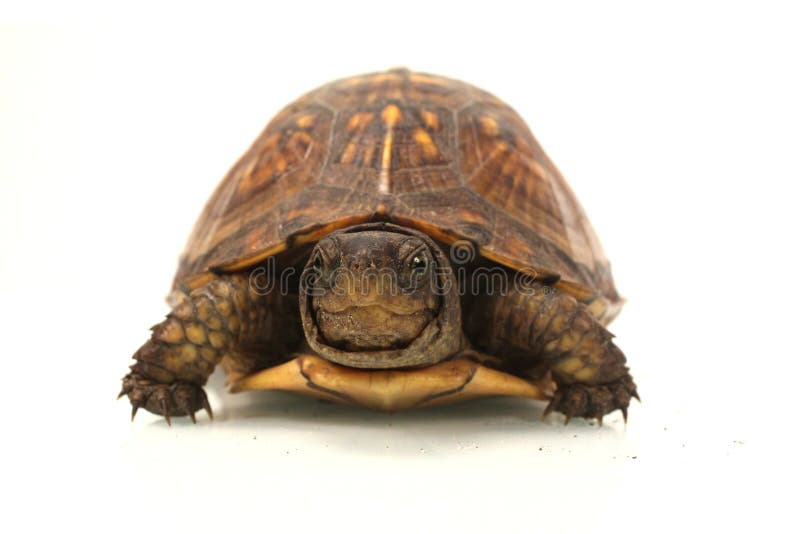 Box Turtle