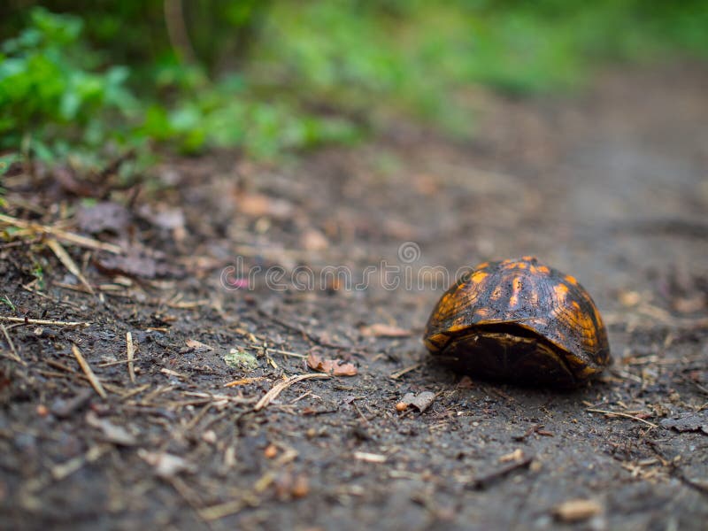 Box Turtle on Trail royalty free stock images