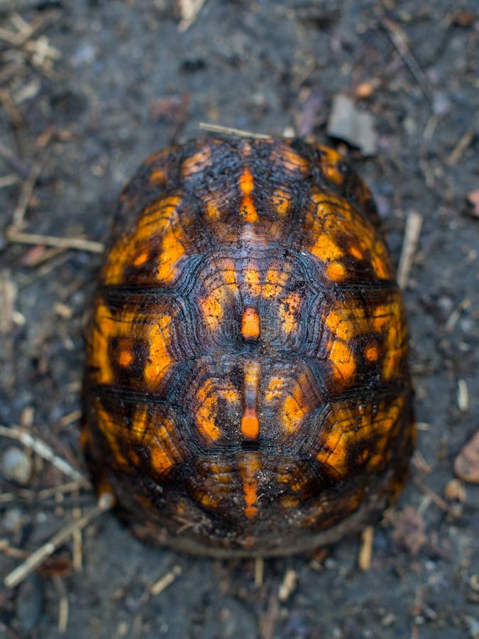 Box Turtle on Trail Overhead Shot stock photography
