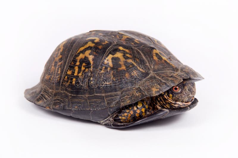 Box Turtle on a White Background Stock Photo Image of baby, shell