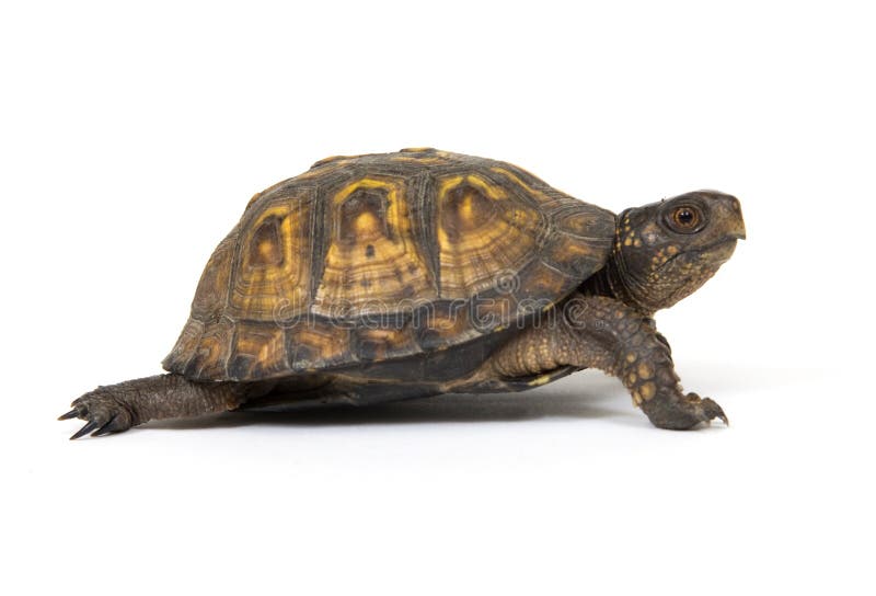 Box Turtle on a White Background Stock Photo Image of baby, shell