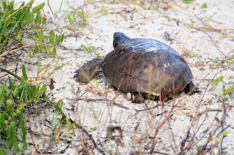 Gopher tortoises dig for food all day and are careful when intruders come into view