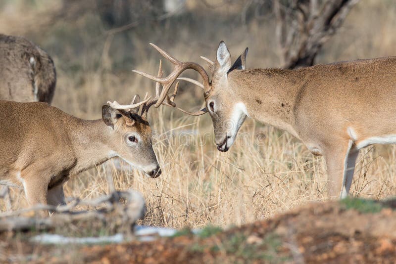 Boxe de treino do jogo do fanfarrão do whitetail de dois jovens foto de stock Boxe de treino do jogo do fanfarrão do whitetail de dois jovens foto de stock